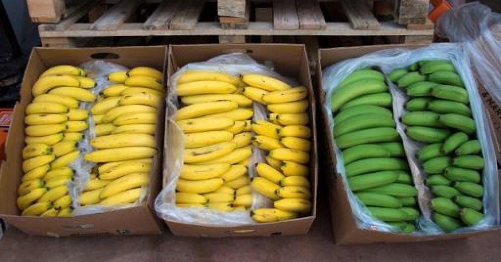 Comment garder vos bananes fraîches par Chiquita
