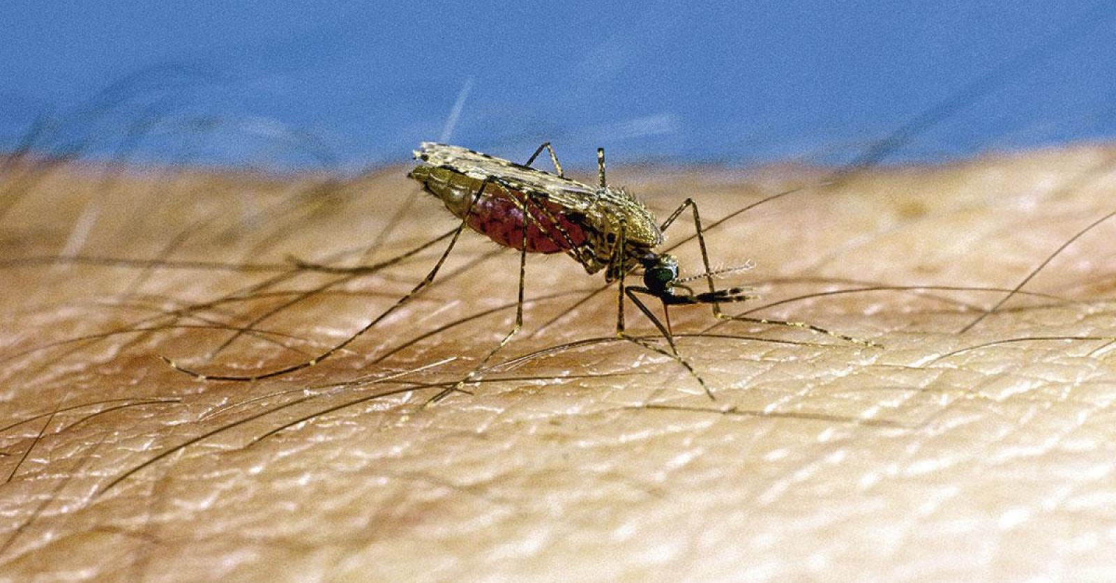 Anti-moustique : 3 répulsifs efficaces contre les moustiques