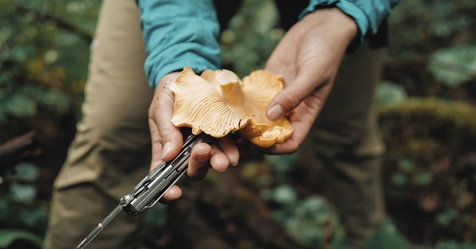 Comment faire pousser des champignons ? : Femme Actuelle Le MAG