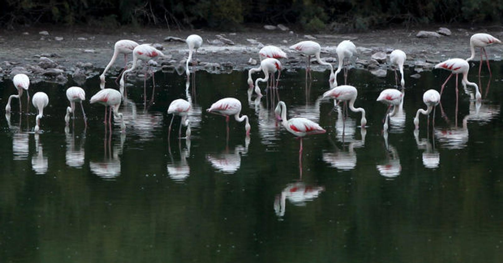 Mysterie van de dag: waarom staan flamingo's op één poot?