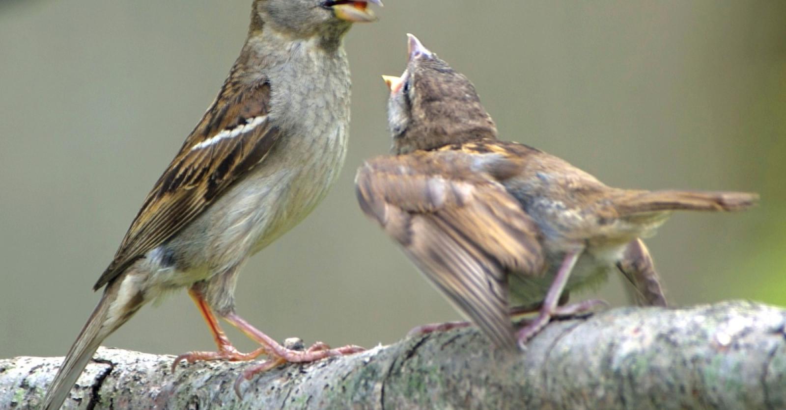 Vogelbescherming Vlaanderen Gaat Opnieuw Huismussen Tellen