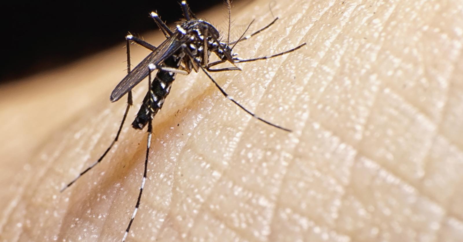 Comment le moustique vous repère