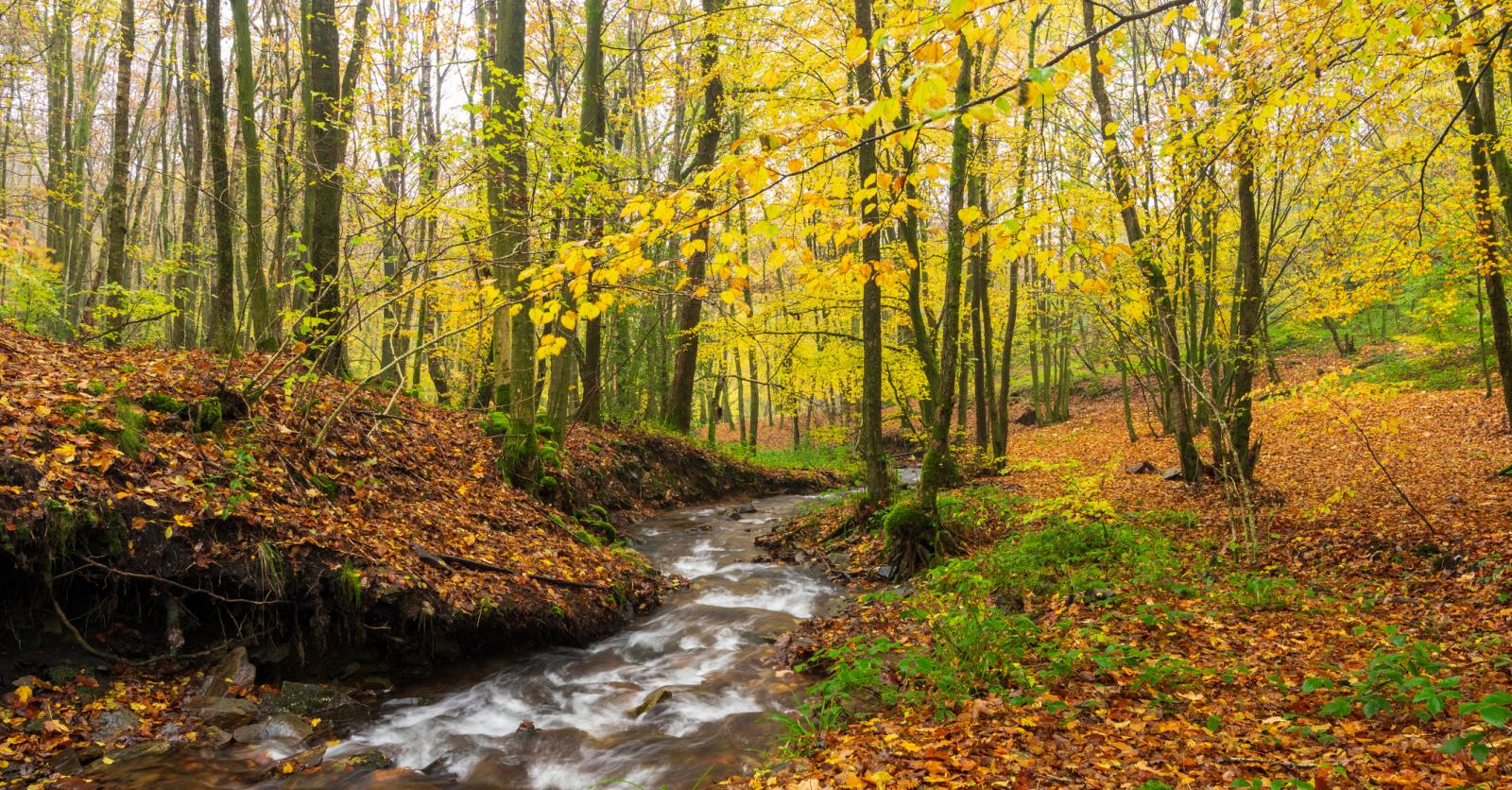 Bossen van belgi 7x plekjes om te ontdekken tijdens de herfst libelle