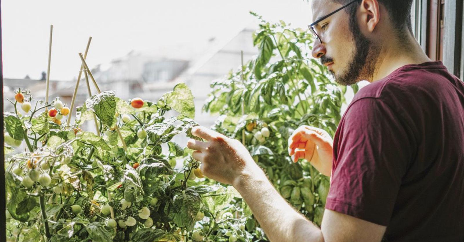 Technologie au jardin : le Prêt à pousser