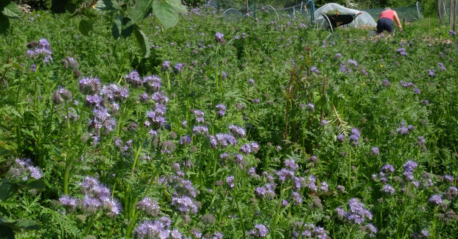 De magie van voedselbossen: de regie blijft zo veel mogelijk in handen van Moeder Natuur