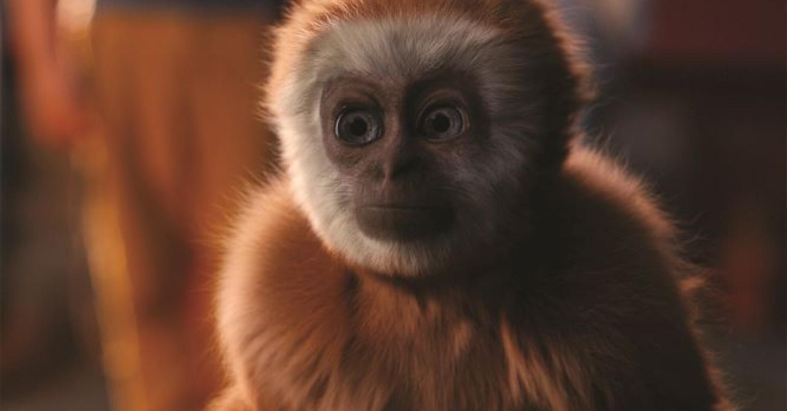 Maak kans op een van de 10 gezinstickets voor de première van Monky