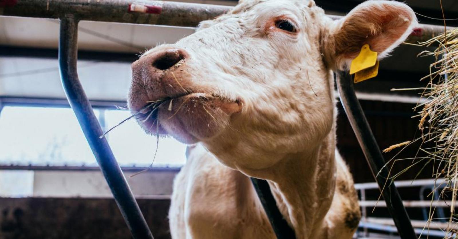 Quelle est la durée de vie d'une vache ?