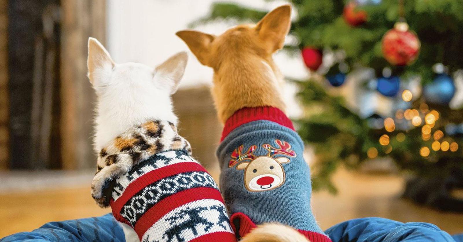 Sfeervol vieren! Plus Magazine