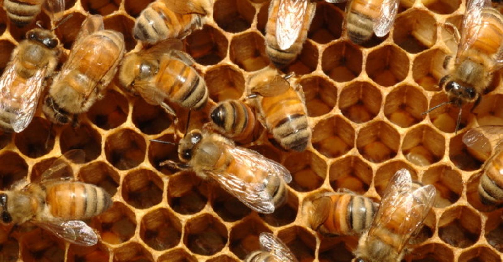Сот и сот х. Медоносная пчела соты. Медоносные пчёлы ульи. Мёд в сотах. Пчелиные соты с медом.