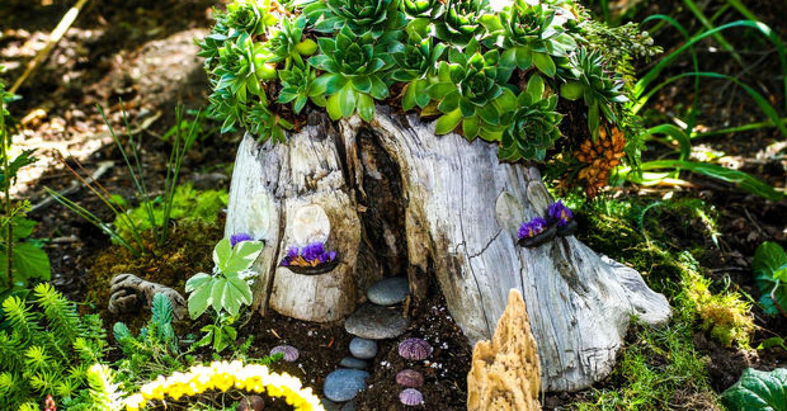 Plantes succulentes rustiques pour pots, rocailles et jardins secs