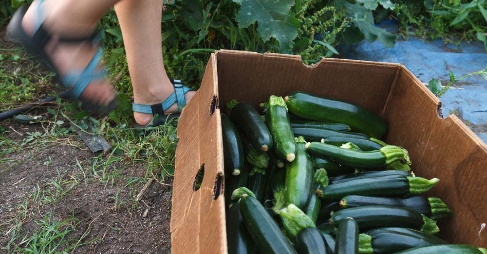 Nos conseils pour avoir de belles courgettes - Plus Magazine