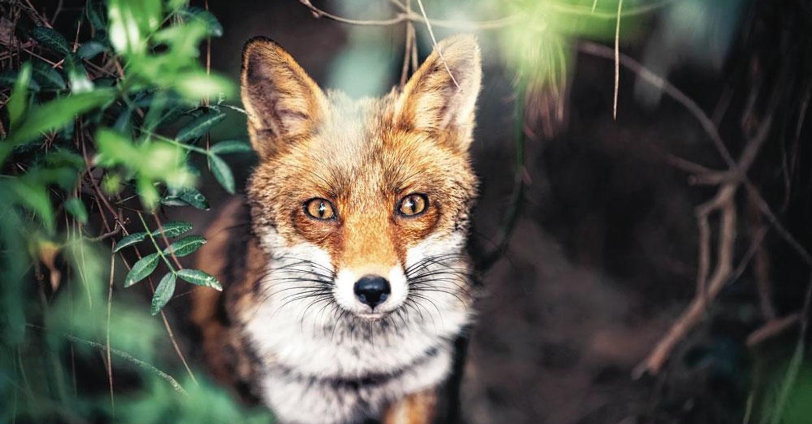 Renard Rusee Rusé comme un renard - Plus Magazine
