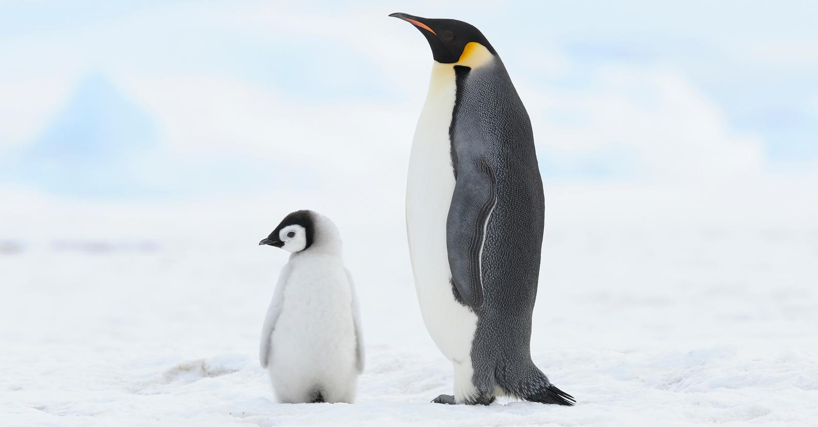 Le Manchot Empereur Est Menac D extinction Cause De La Fonte Des Glaces le-manchot-empereur-est-menac-d-extinction-cause-de-la-fonte-des-glaces