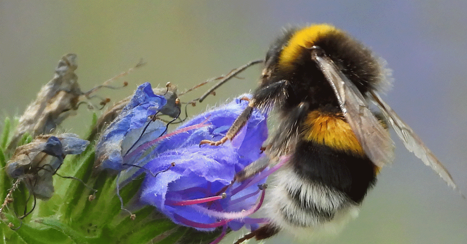 “Belgium could become a battleground for bumblebees.”