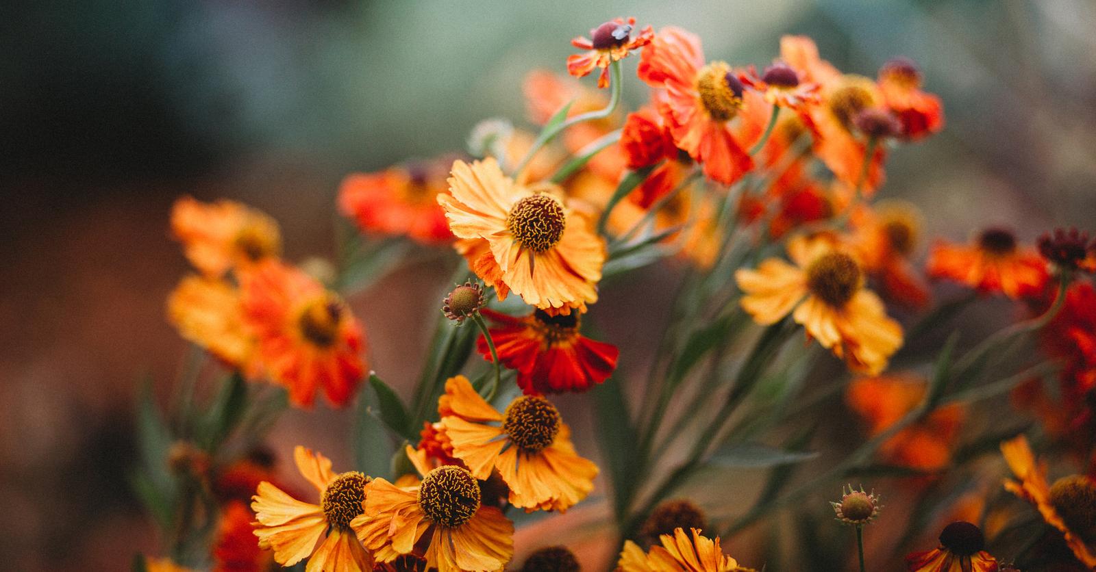 September Spring Time 5 bloemen die schitteren in september - Libelle