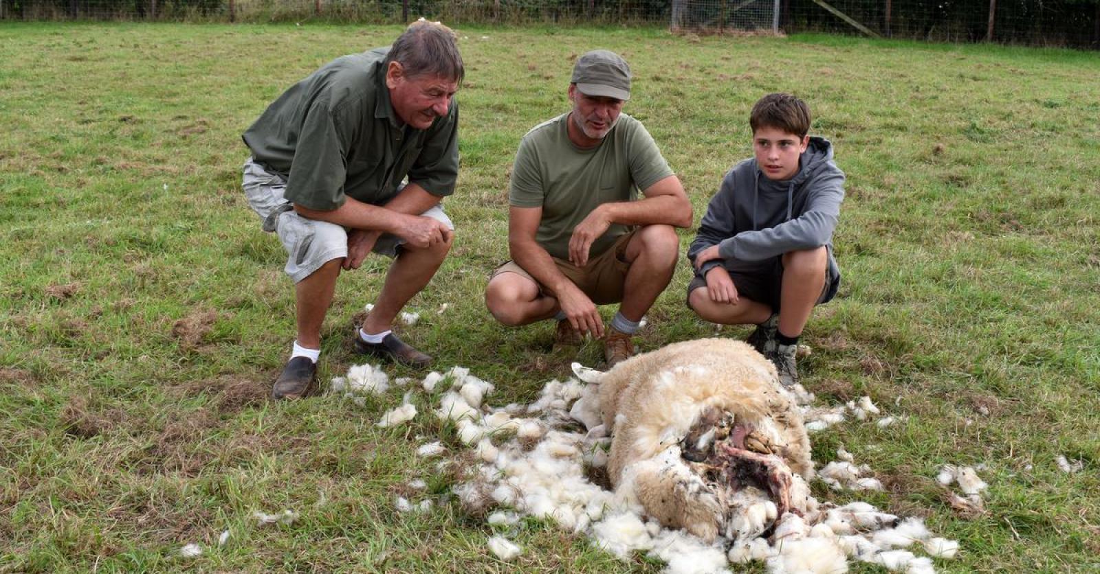 Twee Schapen Doodgebeten In Zillebeke Maar Geen Sprake Van Een Wolf