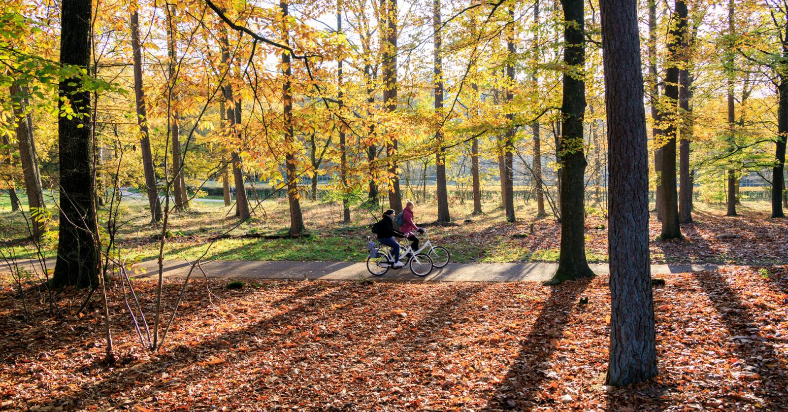 7 redenen waarom een uitstap naar de Veluwe een must is deze herfst!