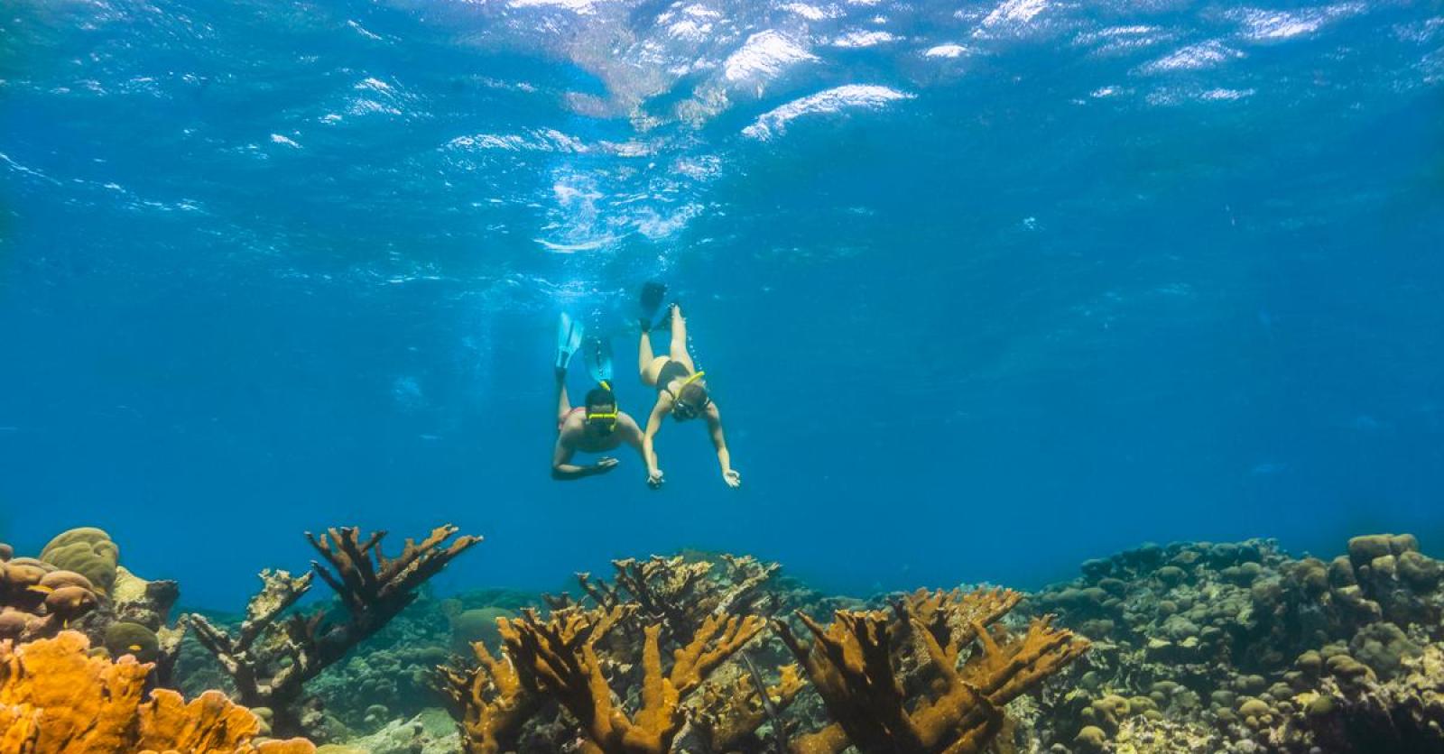 Aruba Het Eiland Van Geluk