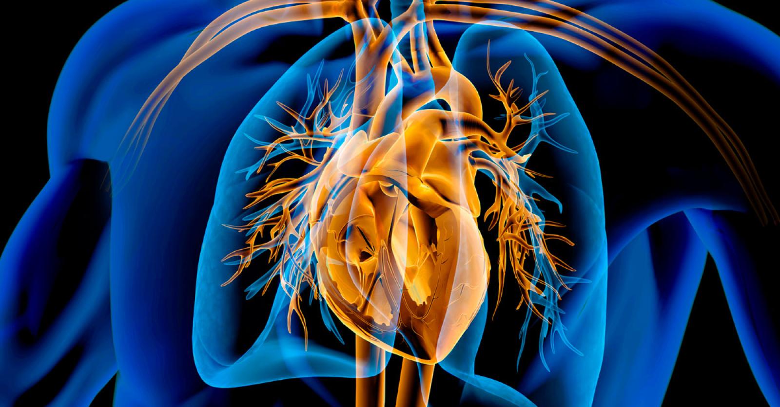 Wordt mijn hartspier nooit moe?