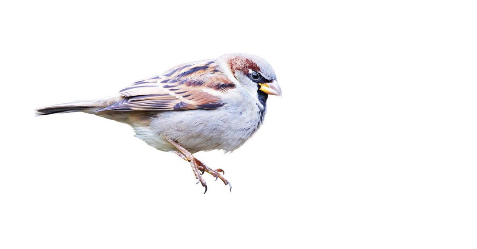 De Huismus, Vogel Van Het Jaar, Heeft Het Lastig: ‘We Raken Het ...