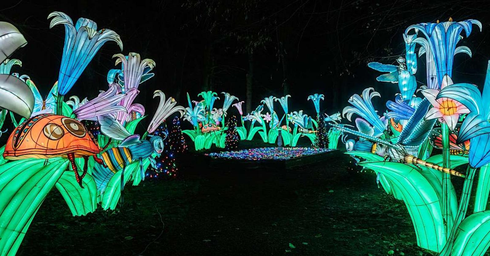WONDERLIGHTS: le nouveau festival de lumières féerique à découvrir en  Belgique