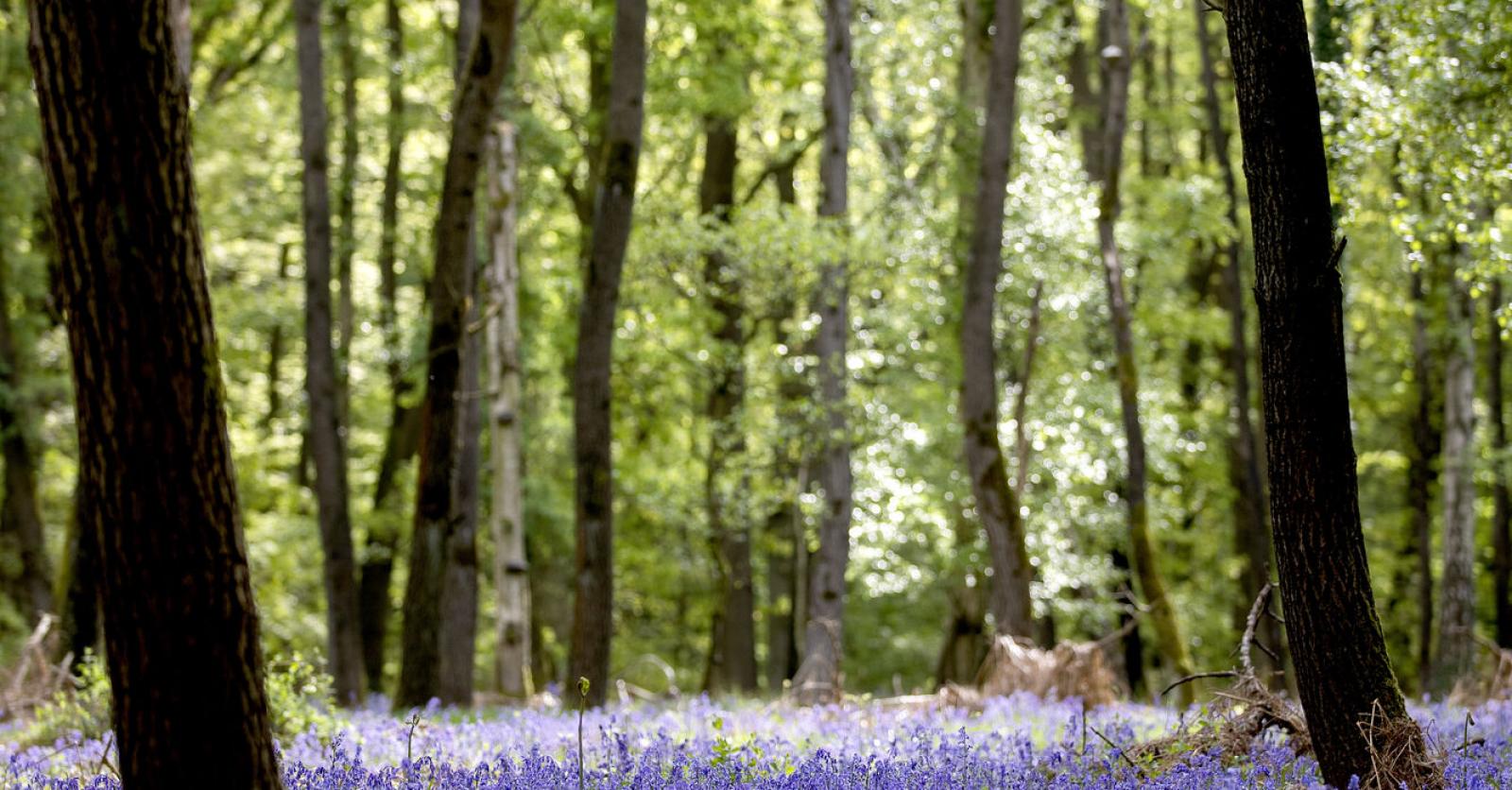 Wandelroute In Oost Vlaanderen Het Kravaalbos Bij Geraardsbergen Libelle