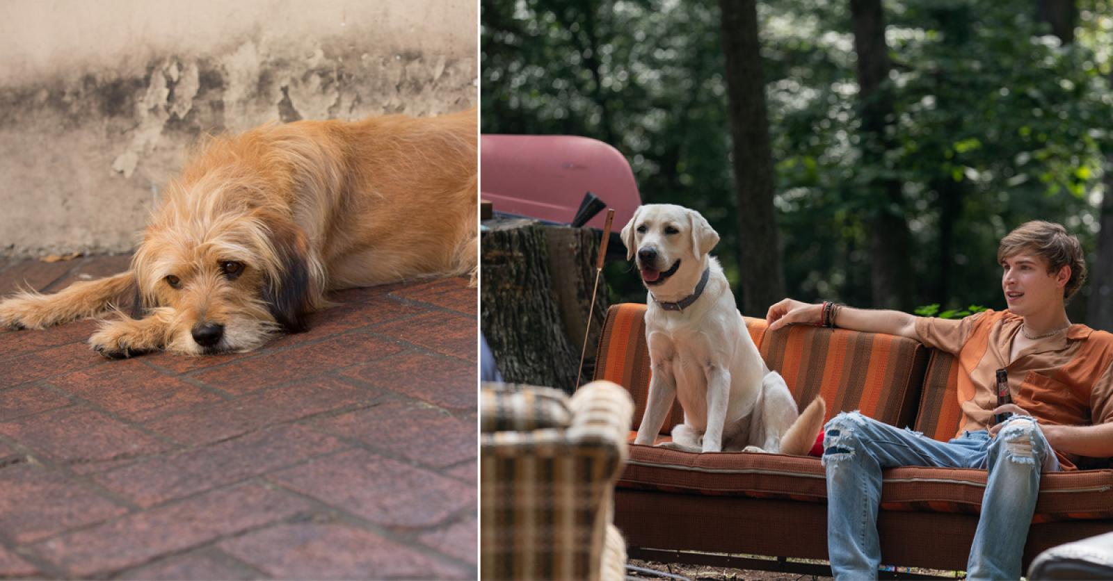 15 hondenfilms die alle dog lovers zouden moeten zien