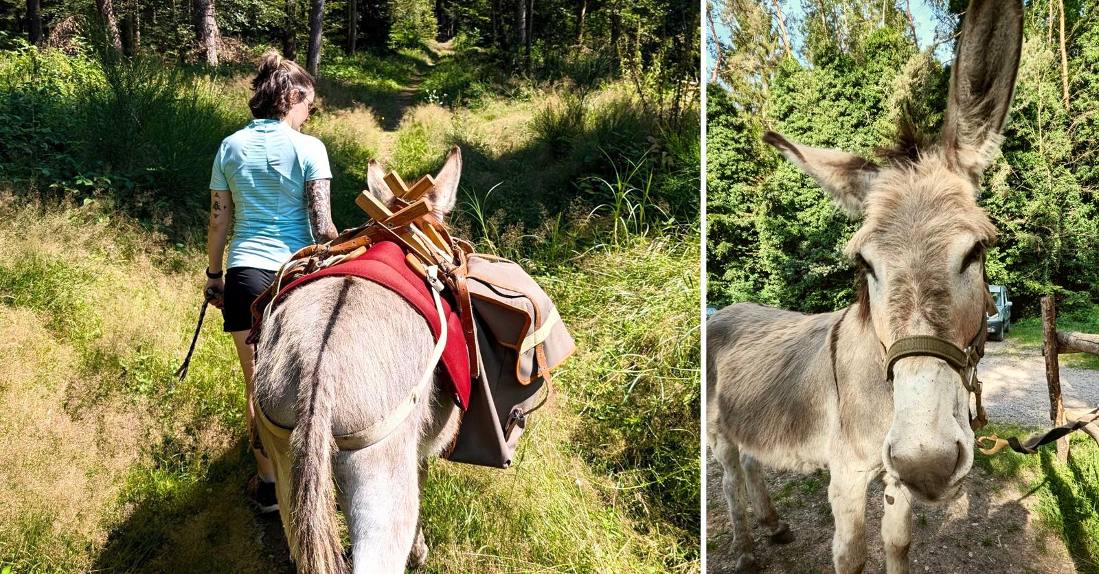ON A TESTÉ: une incroyable randonnée accompagnée d’un âne
