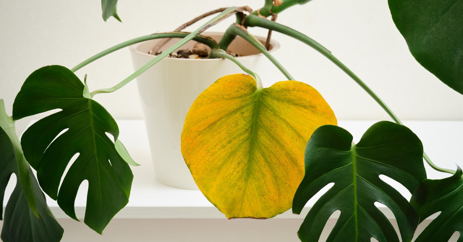 olivenbaum für balkon Olivenbaum auf Stamm kaufen | Olea europaea