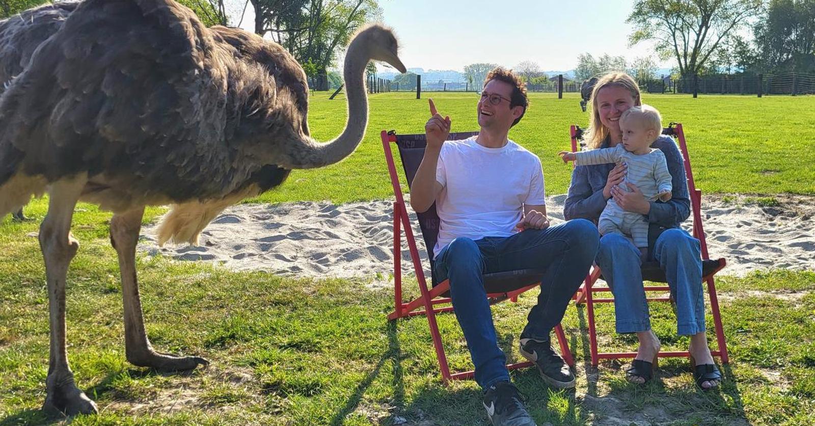 Struisvogelzomerbar ‘Bar Volaré’ opent opnieuw de deuren: “Dit keer zowel jongere als oudere dieren 