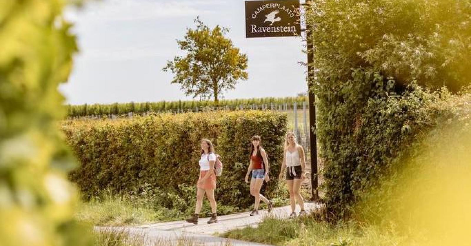 Ontdek verhalen van de wijnbouwer langs de Ravenstein Belevingswandelroute in Kruiseke