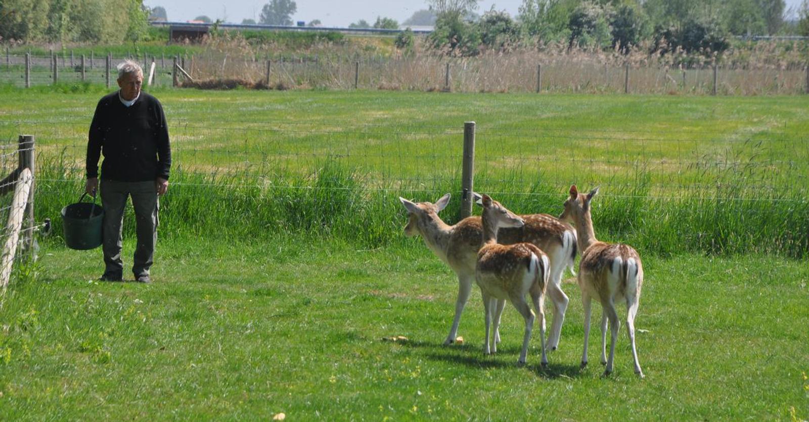 Ontsnapte damherten in Lo-Reninge eindelijk gevangen: “Veel telefoontjes gehad”