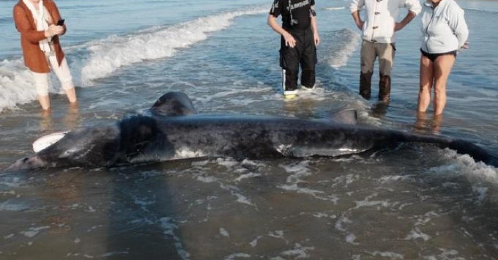 Haai gespot in Noord-Frankrijk en ook aan onze kust kunnen ze zwemmen: “Maar deze dieren zijn totaal