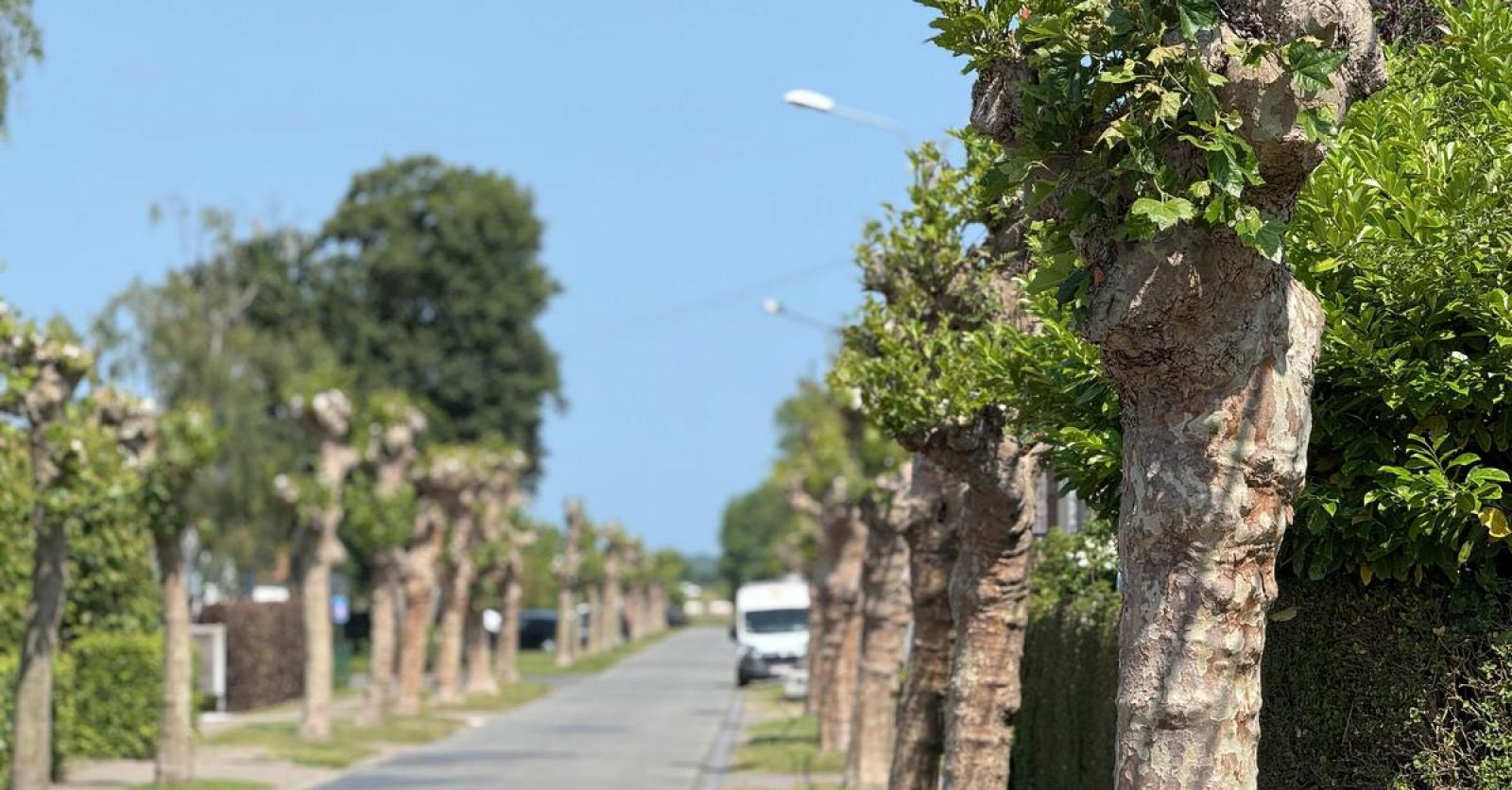Groen licht voor heraanleg Kleine Warande: “We kappen de bomen niet zomaar en volgen de adviezen van