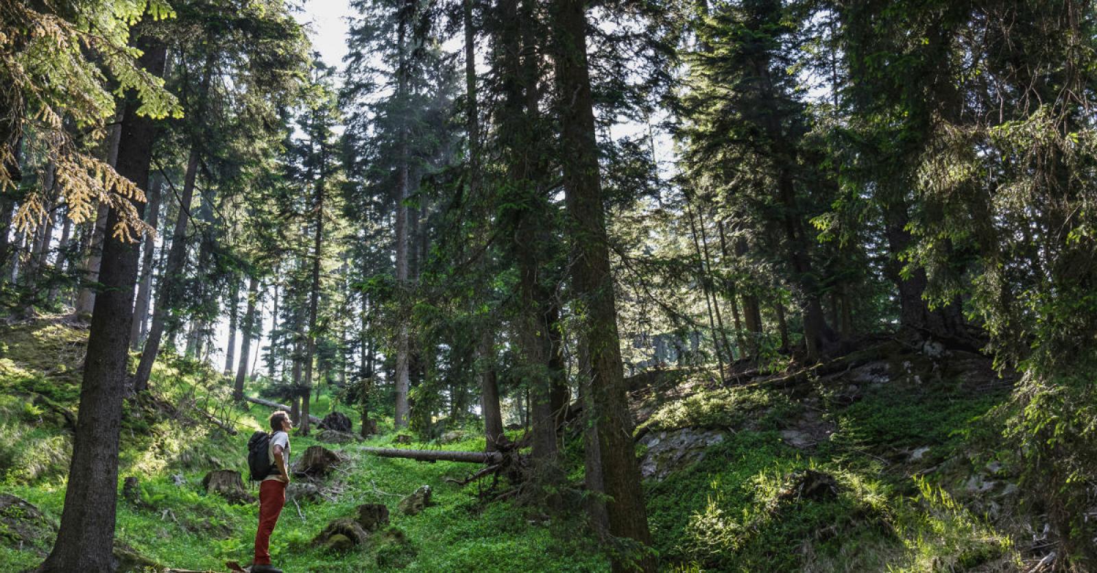 Beleggen in een Timber REIT