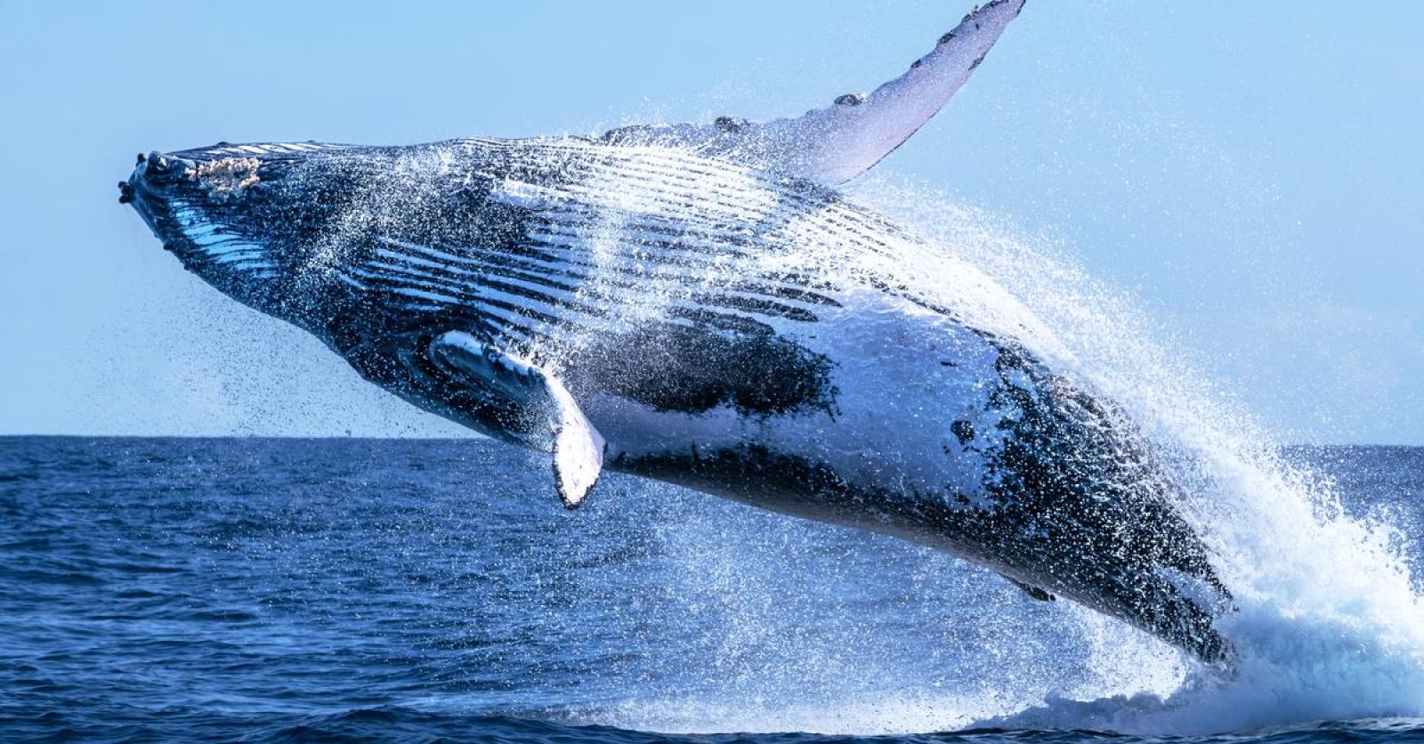 Badgasten merken bultrug op voor Zeeuwse kust bij Westkapelle: “Springend uit het water soms goed te