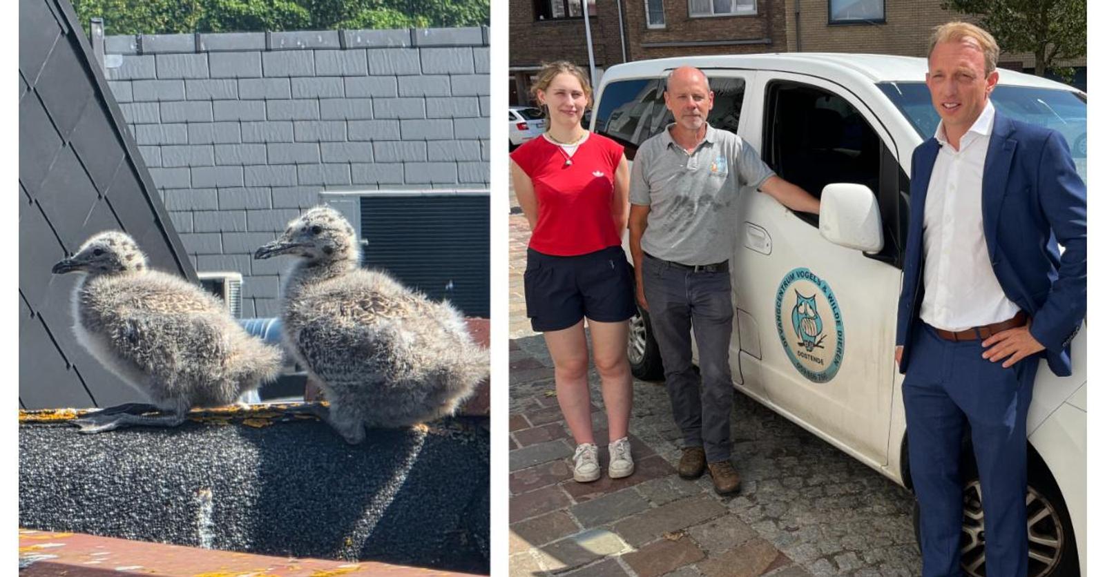 Nieuwpoort sluit zich aan bij het Meeuwenteam: “Overlast beter beheersen, met respect voor natuur én