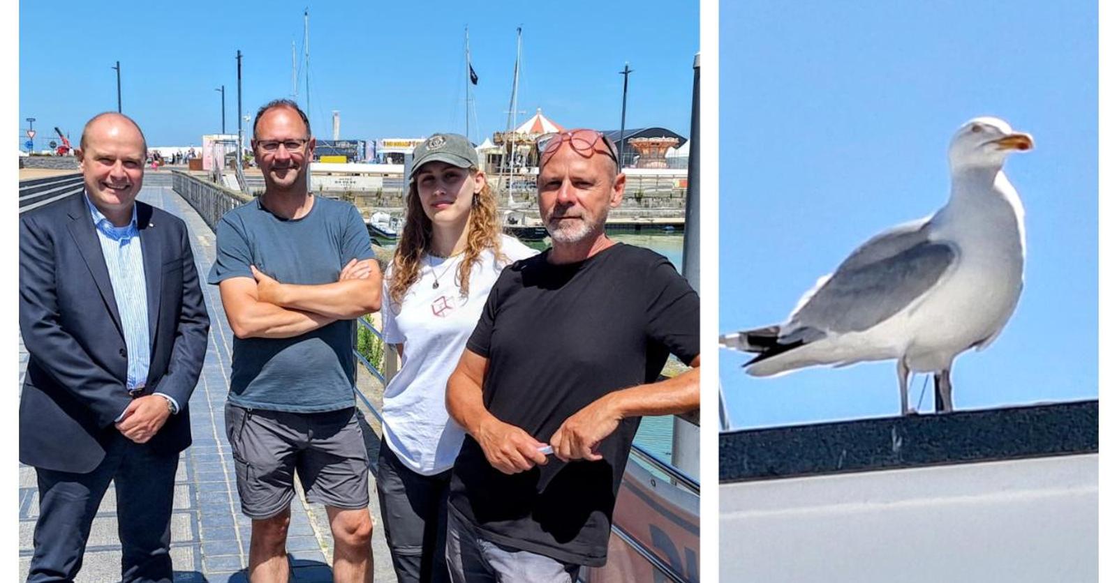“Elk jaar worden er honderden jonge meeuwen overreden”: Oostende waarschuwt inwoners voor ‘nestsprin
