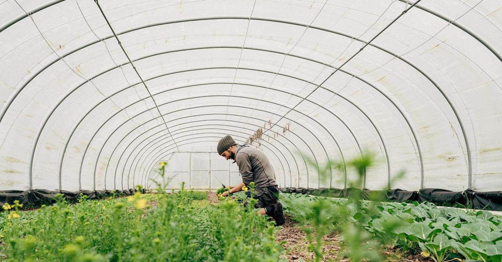 “Al sinds 2016 telen wij groenten en kruiden voor de cateringafdeling van AZ Zeno”: wint bioboerderi