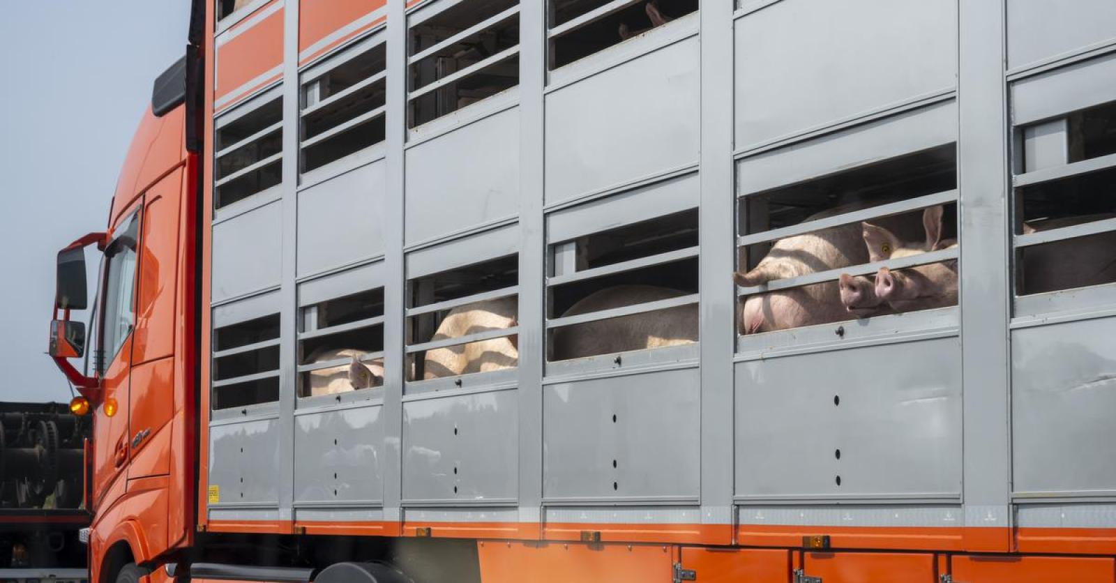 Vergunning van transportbedrijf uit Houthulst geschorst door dierenleed: “Zelfs dieren met snijwonde