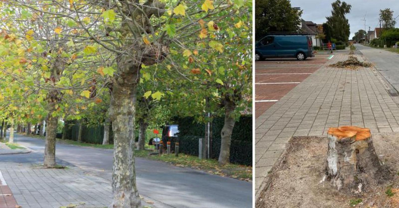 56 platanen in Kleine Warande gekapt (maar er komen 39 andere bomen in de plaats)
