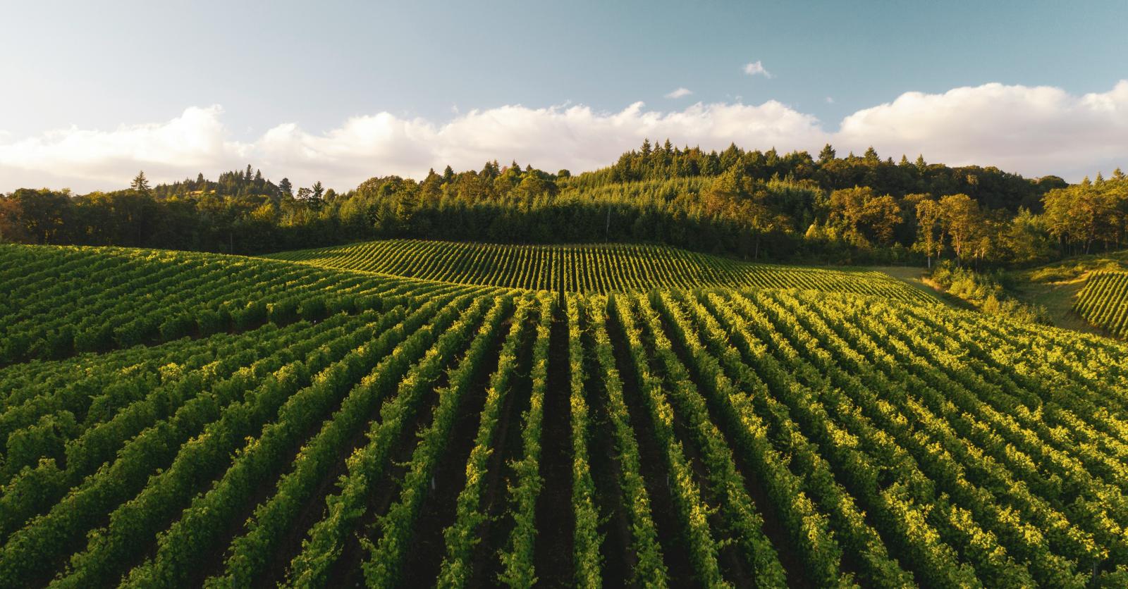 10 Franse stadjes en dorpen die wijnliefhebbers niet willen missen