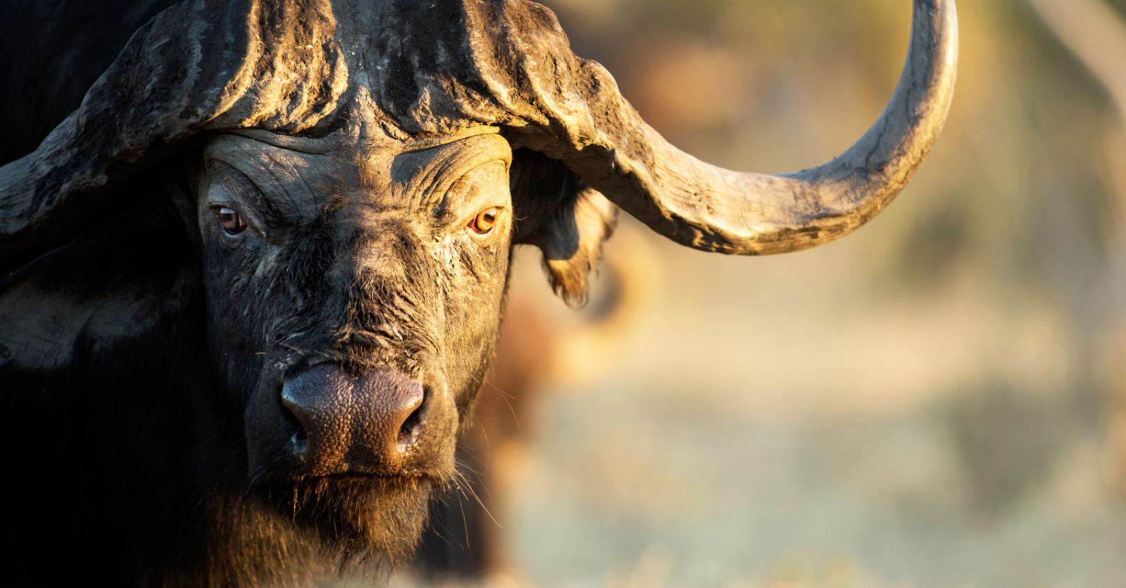 Dierentransfers: waarom stuurde Pairi Daiza 7 buffels naar omstreden zoo in India?