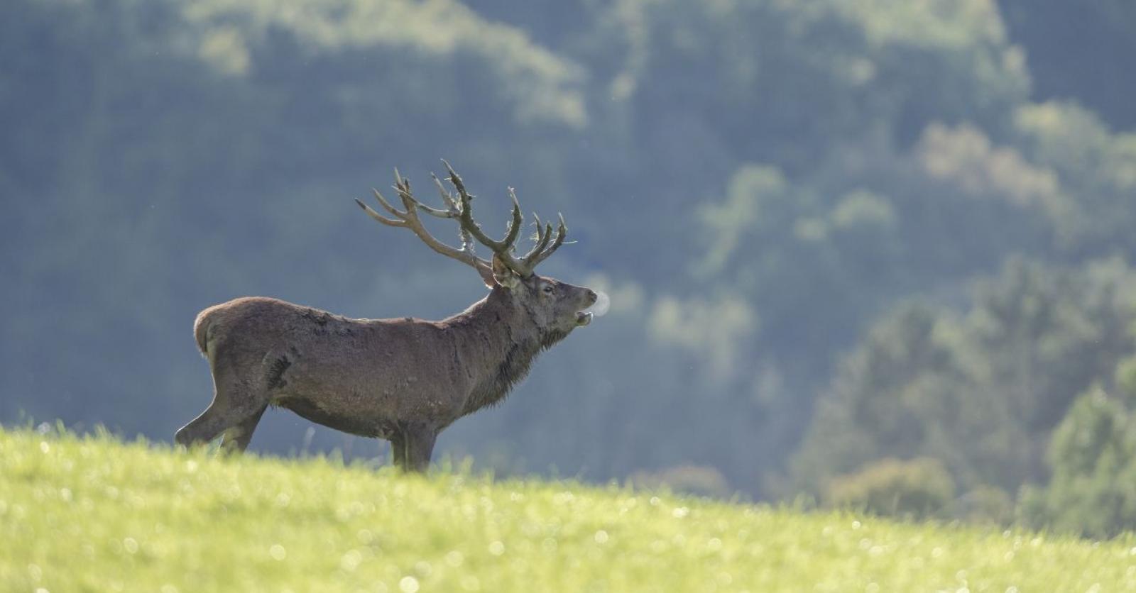 Ontdek de hertenbronst in de Grotten van Han
