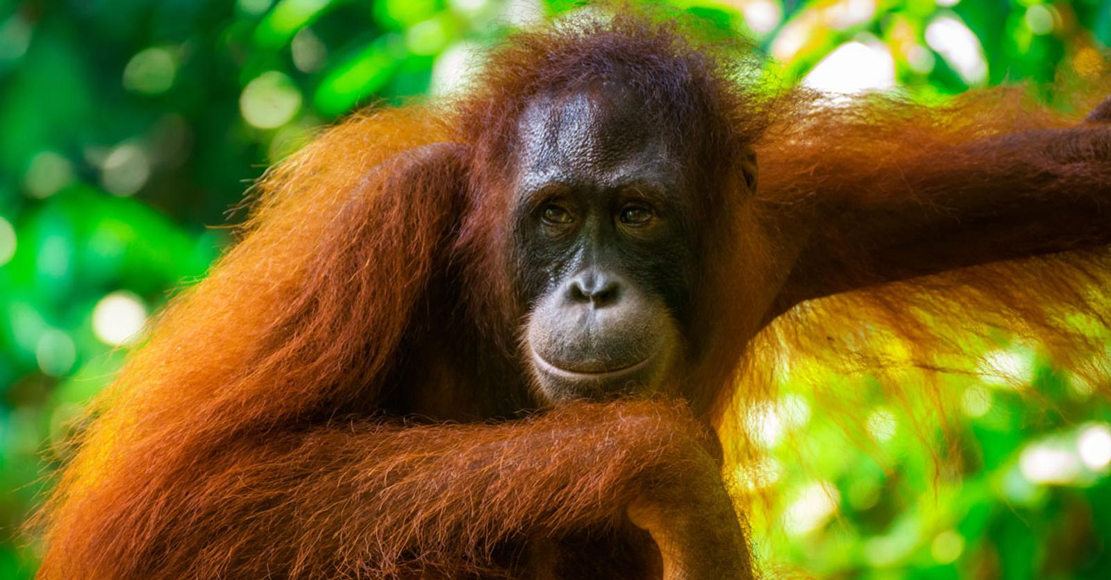 Wilde orang-oetan dient zichzelf pijnstiller toe