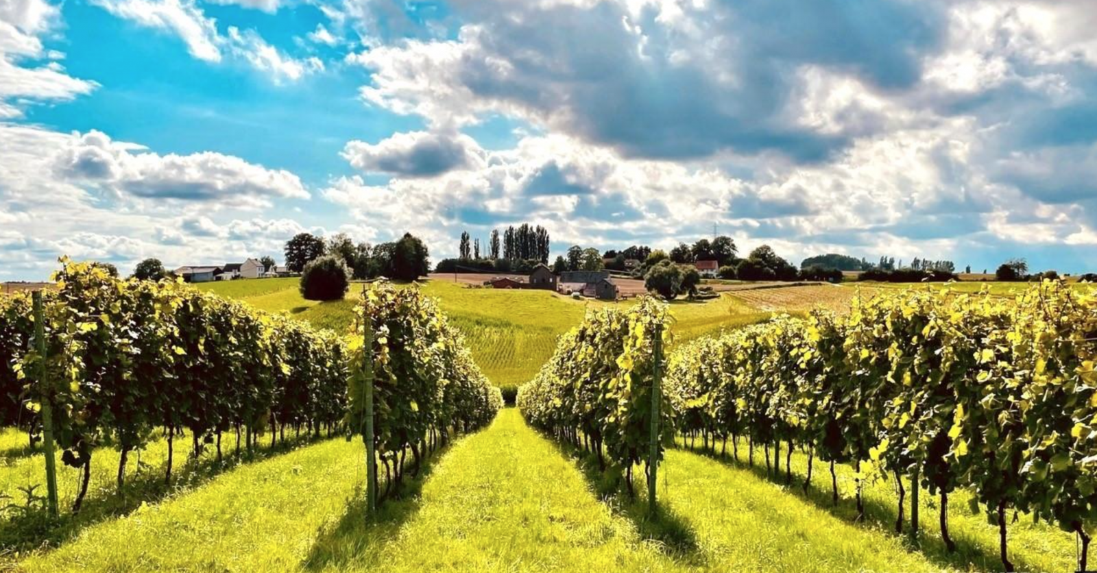 Een weekend fietsen langs de wijngaarden van Waals-Brabant