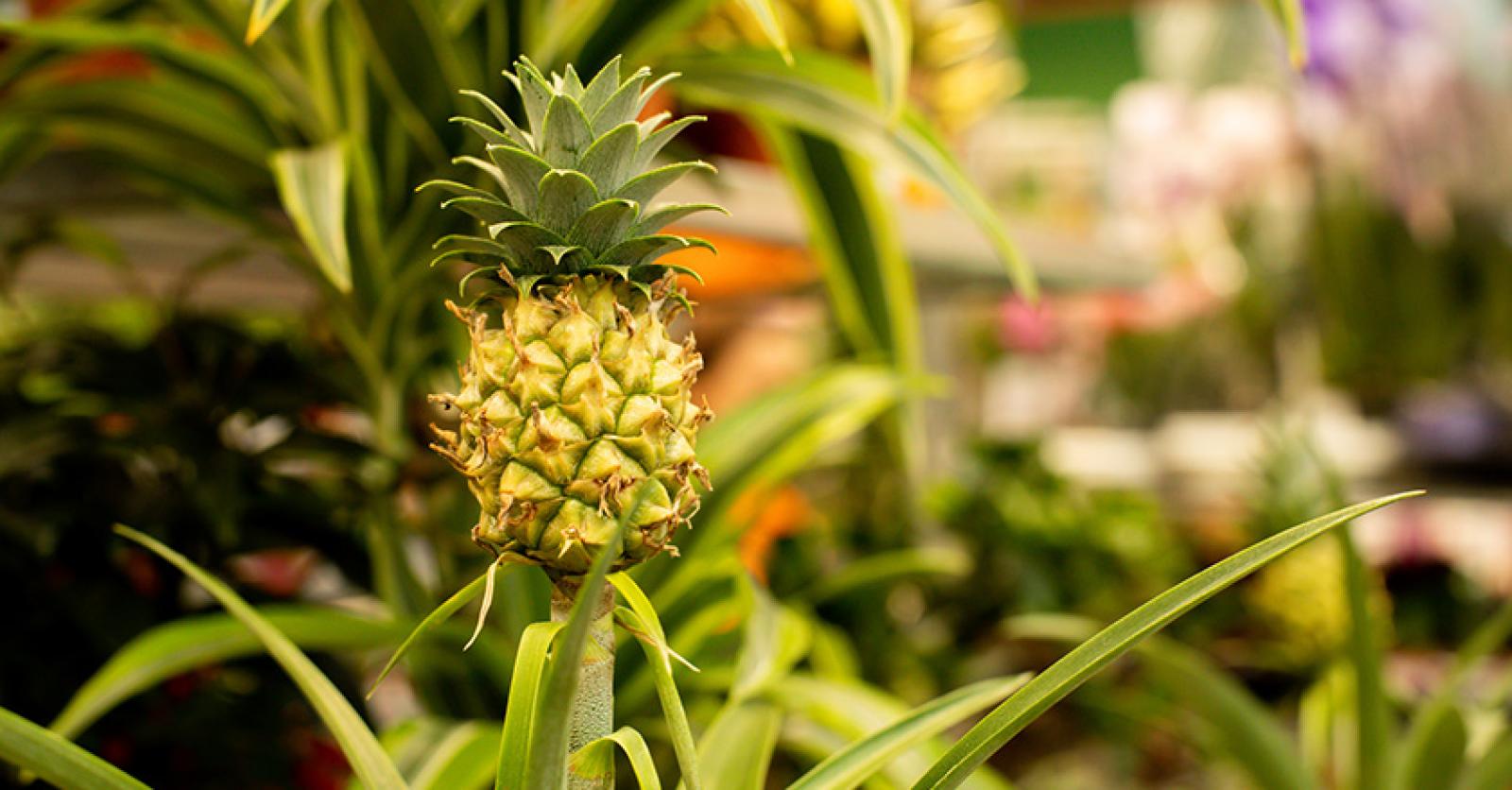 Ananasplant kweken: zo gemakkelijk is het - Libelle
