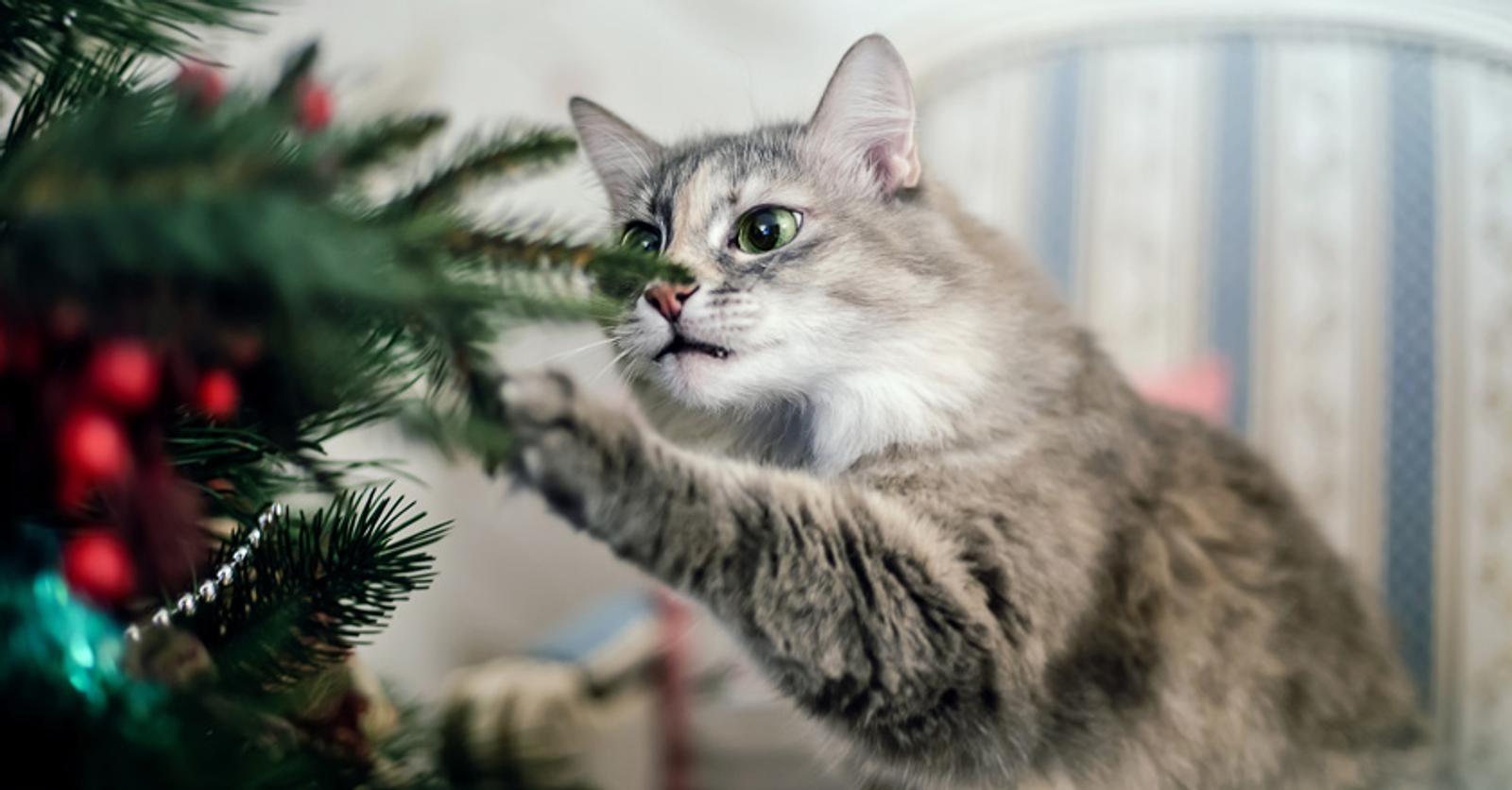 Je kat uit de kerstboom houden: 4 gouden tips - Libelle