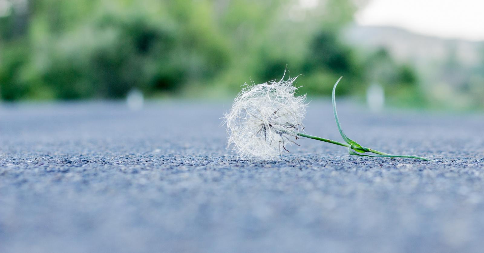 'Alles van waarde is weerloos. Het