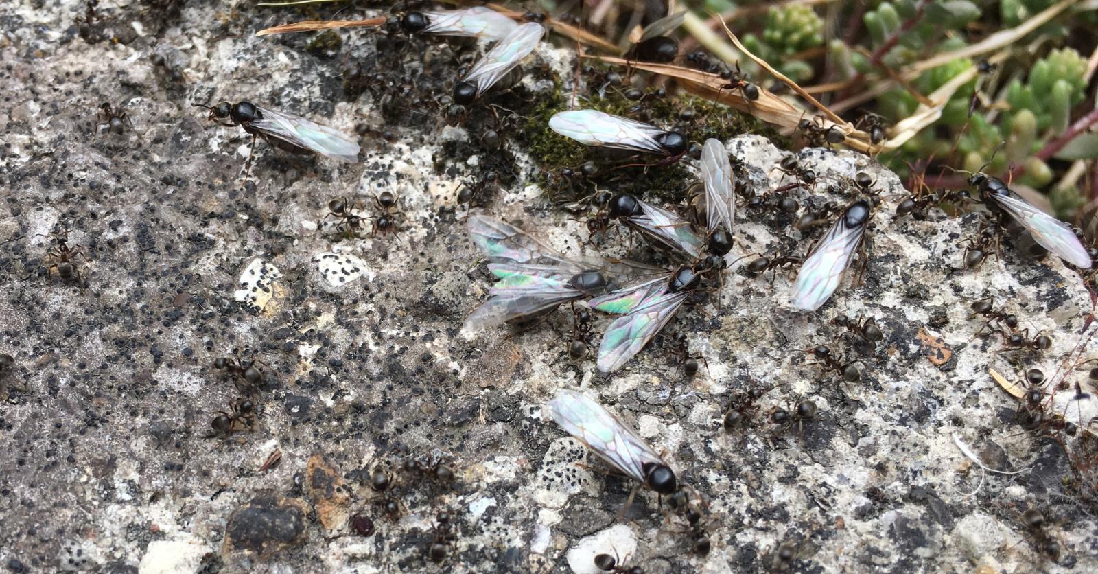 Vliegende mieren waar komen ze vandaan en hoe hou je ze weg? Libelle Vliegende mieren waar komen ze vandaan en hoe hou je ze weg? Libelle